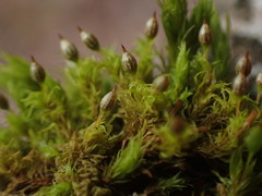 Orthotrichum consimile