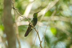 Anthracothorax aurulentus