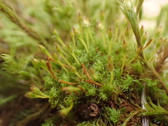 Ulota obtusiuscula