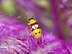 Paranapiacaba connexa