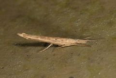 Ypsolopha mucronella