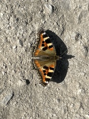Aglais caschmirensis
