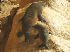 Arctocephalus australis