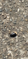 Blapstinus discolor