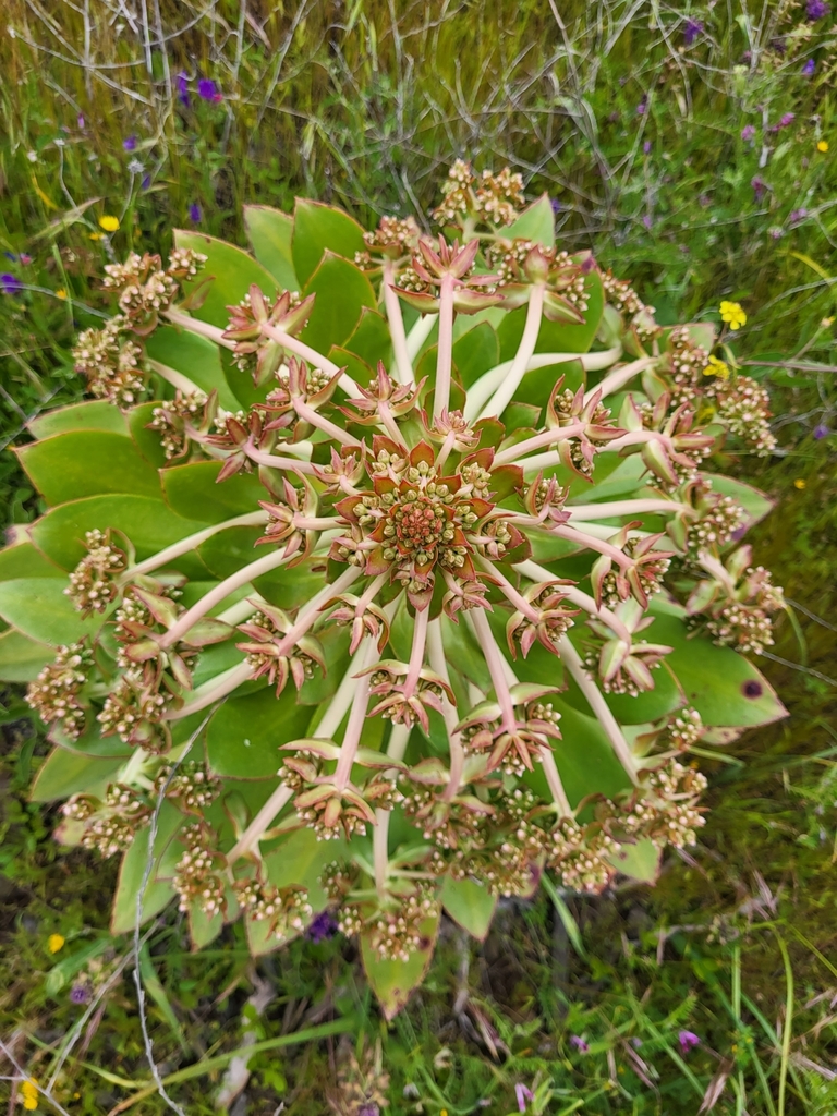 Aeonium appendiculatum, 38812 Alajeró, Provinz Santa Cruz de Tenerife, Spanien