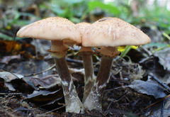 Armillaria cepistipes