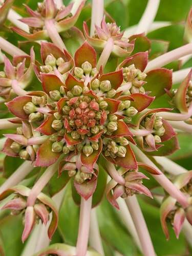 Aeonium appendiculatum