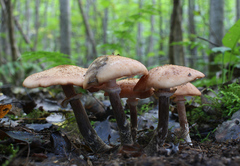 Armillaria cepistipes