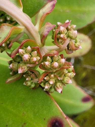 Aeonium appendiculatum