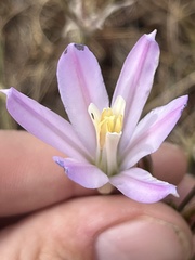 Brodiaea sierrae