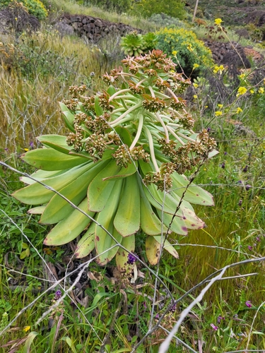 Aeonium appendiculatum