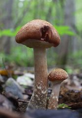 Armillaria cepistipes