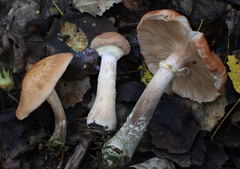 Armillaria cepistipes