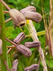 Muscari comosum image