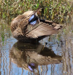 Anas fulvigula image