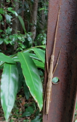 Candovia granulosa