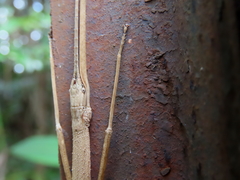 Candovia granulosa
