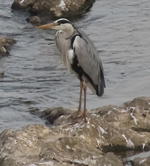 Ardea cinerea
