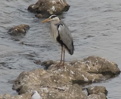 Ardea cinerea