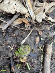 Matteuccia struthiopteris