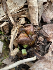 Matteuccia struthiopteris