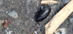 Blapstinus discolor
