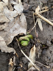 Matteuccia struthiopteris