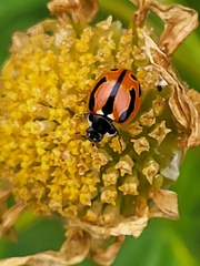 Coccinella miranda