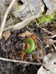 Matteuccia struthiopteris