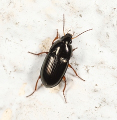 Amara familiaris
