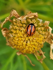 Coccinella miranda