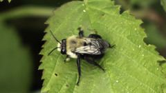 Anthophora abrupta