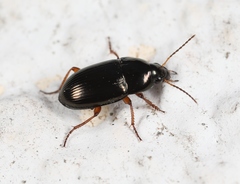 Amara familiaris