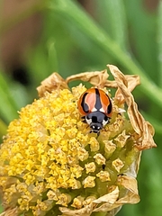 Coccinella miranda