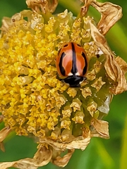Coccinella miranda