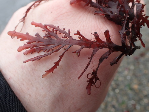 Image of Osmundea spectabilis by no rights reserved