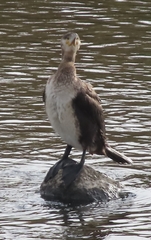 Phalacrocorax carbo