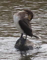 Phalacrocorax carbo