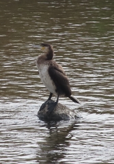 Phalacrocorax carbo