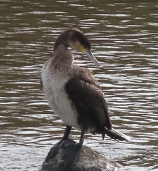 Phalacrocorax carbo