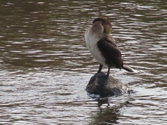 Phalacrocorax carbo