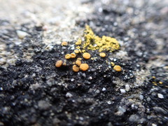 Polycauliona luteominia