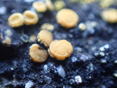 Polycauliona luteominia