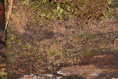 Xeromphalina leonina