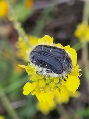 Tropinota squalida canariensis