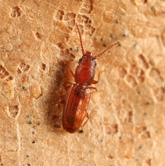 Cryptolestes duplicatus
