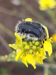 Tropinota squalida canariensis