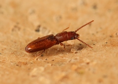 Cryptolestes duplicatus