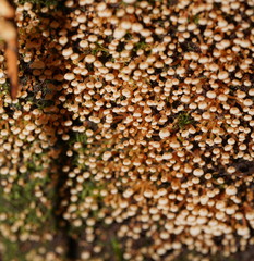 Xeromphalina leonina