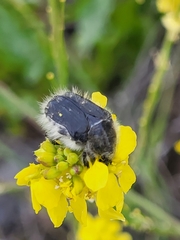 Tropinota squalida canariensis